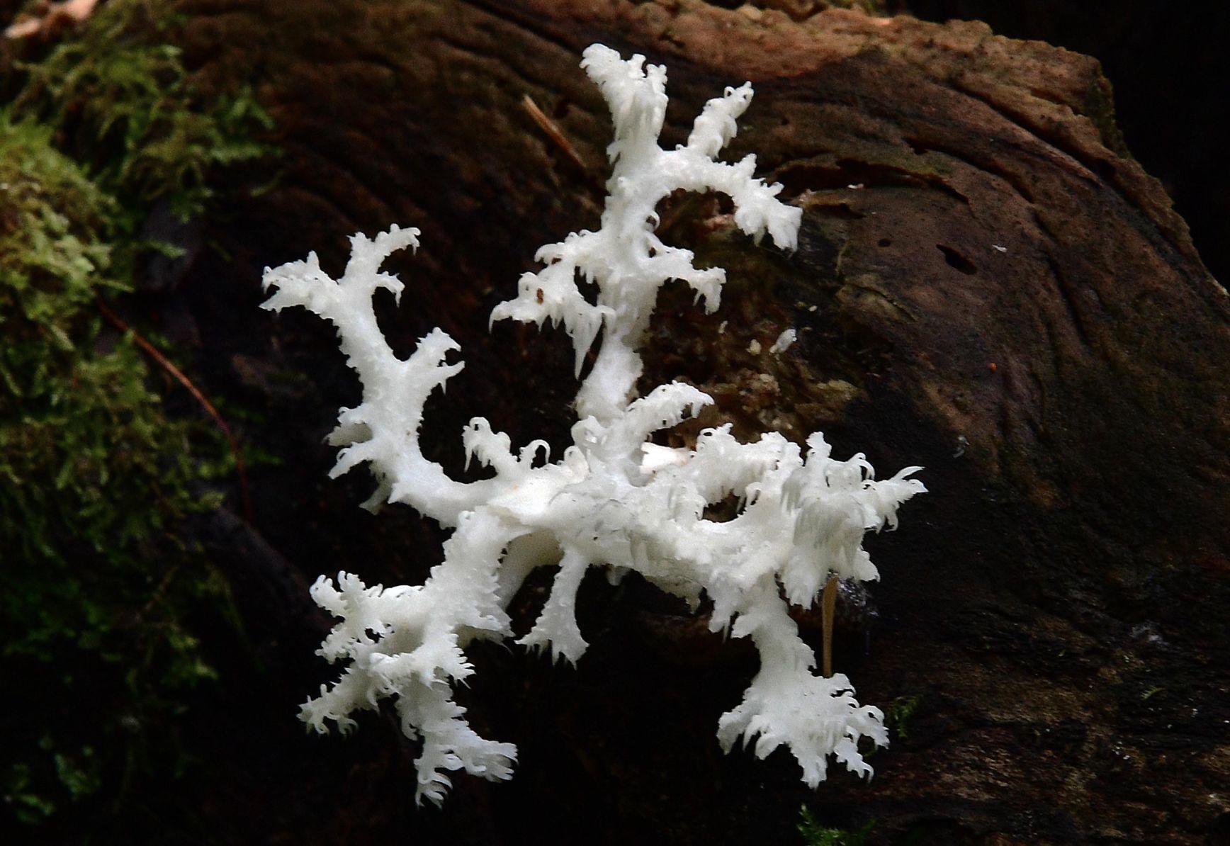 Pennsylvania Mushroom O.jpg